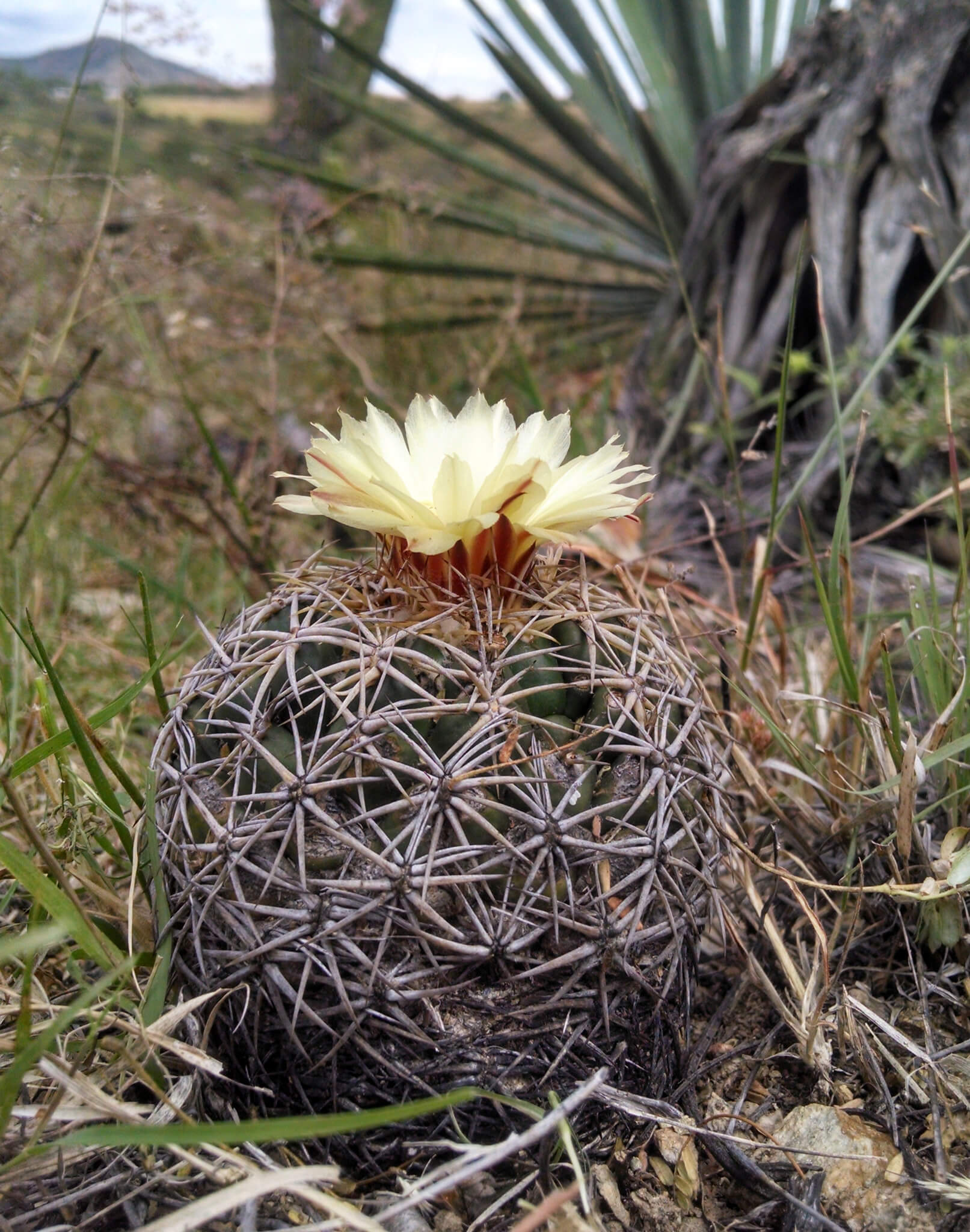 Coryphantha retusa